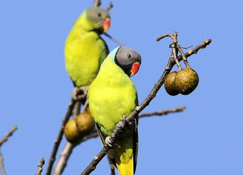 Parrot Island – North & Middle Baratang