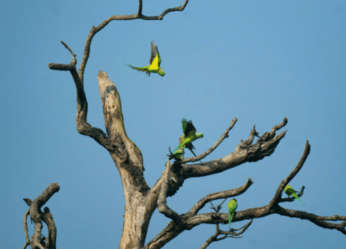 Andaman Weekend Tour Packages @ 12,600/-pp