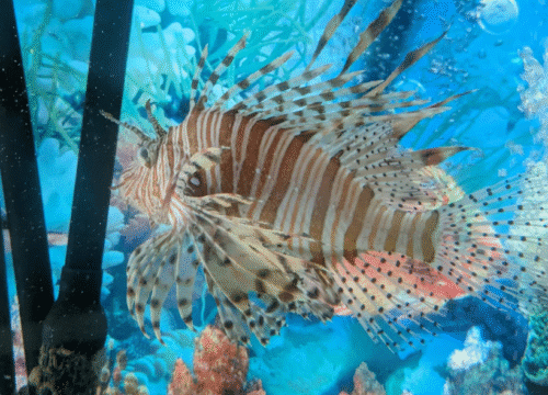 Fisheries Aquarium – Museums Port Blair