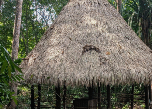 Vijay Nagar Beach – in Havelock Island