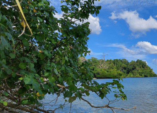 Red Skin Island – In Port Blair