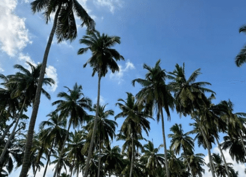 Andaman Honeymoon Packages @ 14,199/-pp