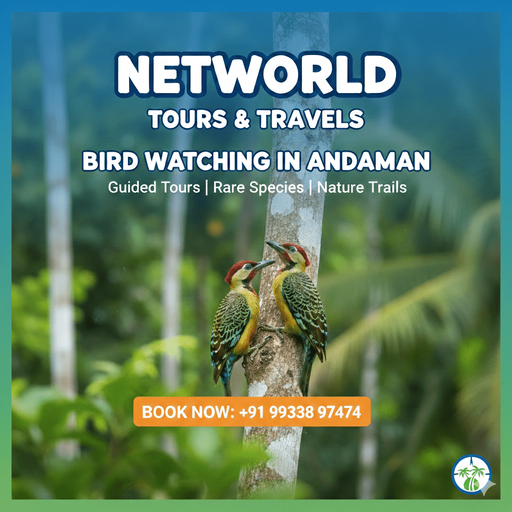 Bird Watching in Andaman